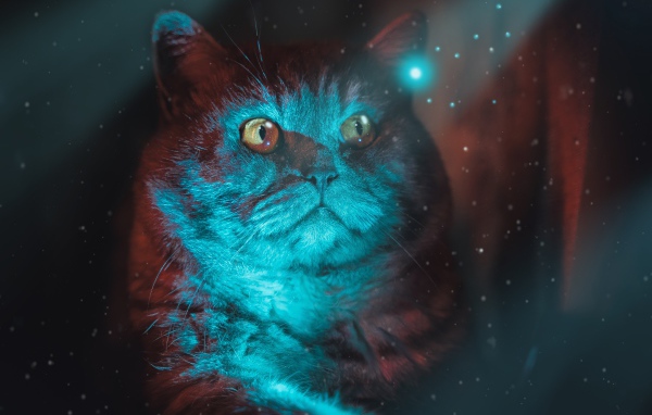 Красивый породистый кот с неоновом свете