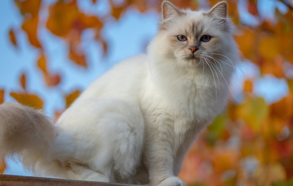 Красивая породистая белая голубоглазая кошка