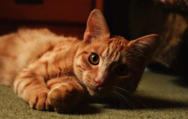 Рыжий красивый кот лежит на полу