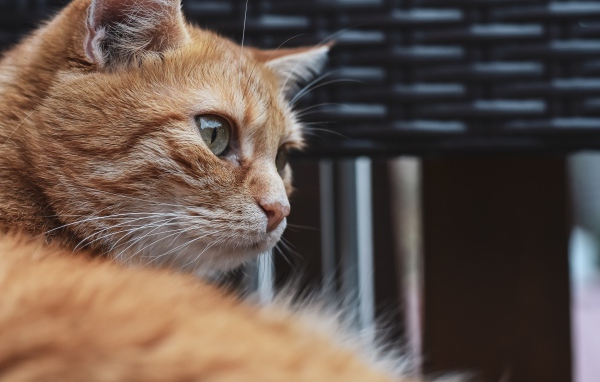 Красивый рыжий зеленоглазый кот крупным планом