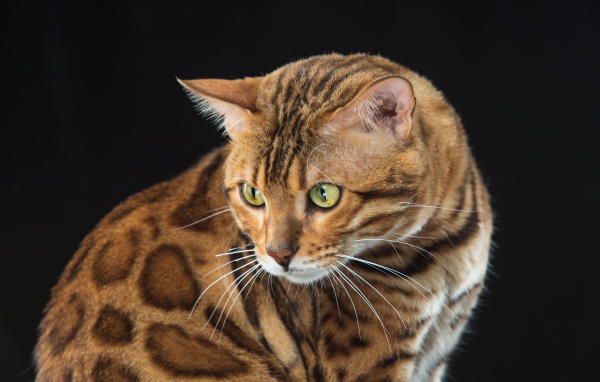 Красивая пятнистая бенгальская кошка на черном фоне 