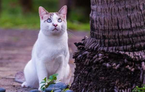 Красивый белый голубоглазый кот сидит у дерева 