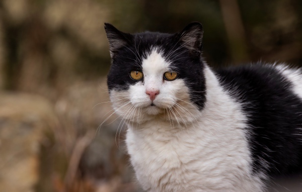 Большая морда черно-белого кота 
