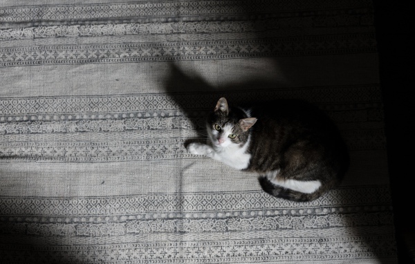 Большой серый с белым кот лежит на кровати 