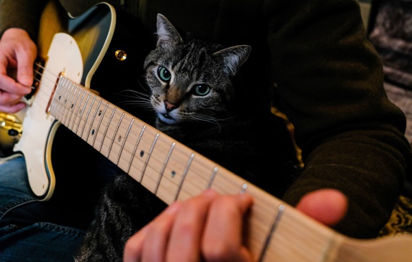 Большой серый кот сидит на руках у гитары