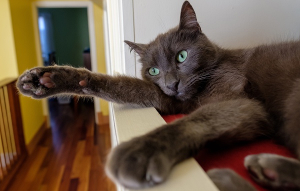 Большой серый кот с зелеными глазами 