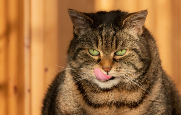 Большой серый кот с высунутым языком