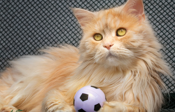 Большой рыжий кот играет с мячиком