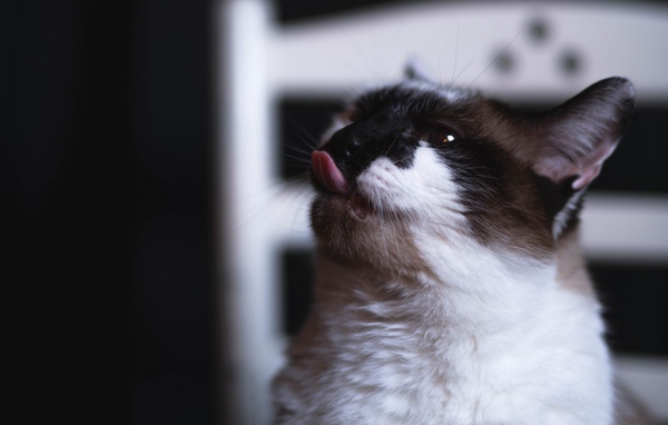 Черно белый кот с высунутым языком