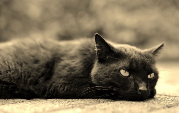 Черный кот лежит на асфальте 