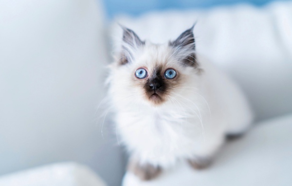 Голубоглазый породистый пушистый котенок