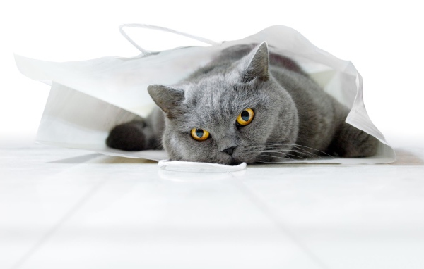 Британский кот лежит в белом пакете 