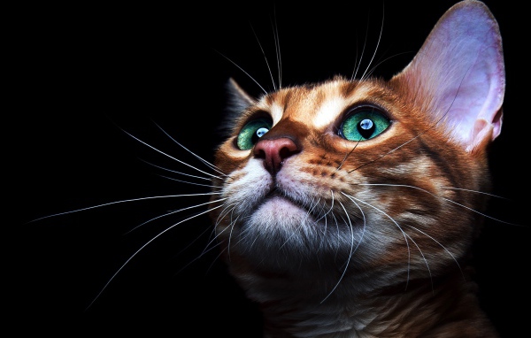 Коричневый зеленоглазый кот с длинными усами на черном фоне 
