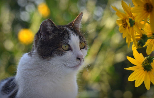 Cat sitting by yellow flowers