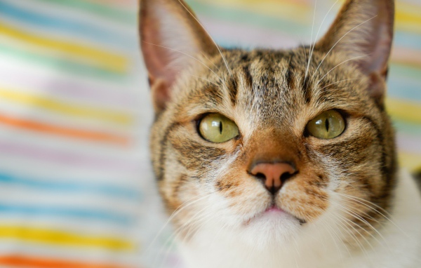 Морда серого кота с зелеными глазами крупным планом