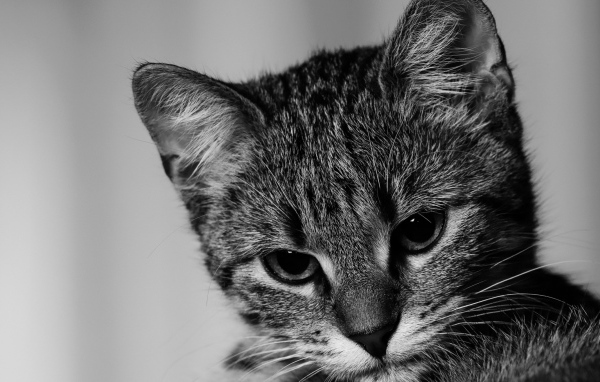 Морда серого котенка крупным планом