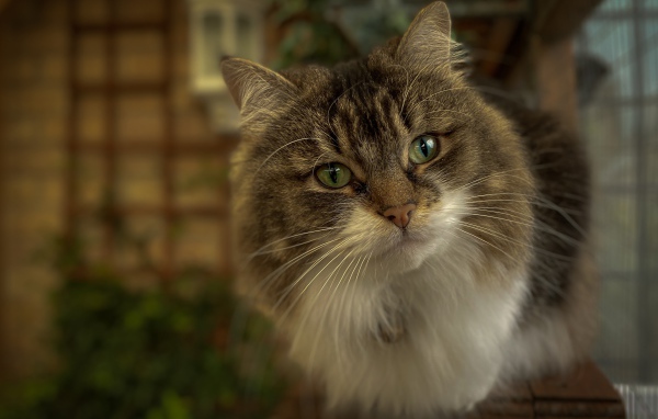Любопытный пушистый зеленоглазый серый кот 