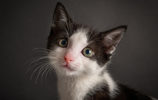 Милый черно-белый котенок на сером фоне