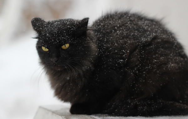 Недовольный черный кот в снегу на улице