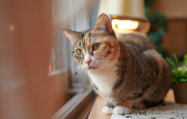 Домашний кот смотрит в окно 