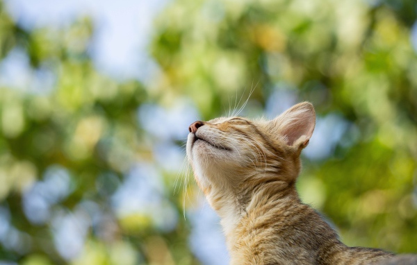 Мечтательный серый кот с закрытыми глазами