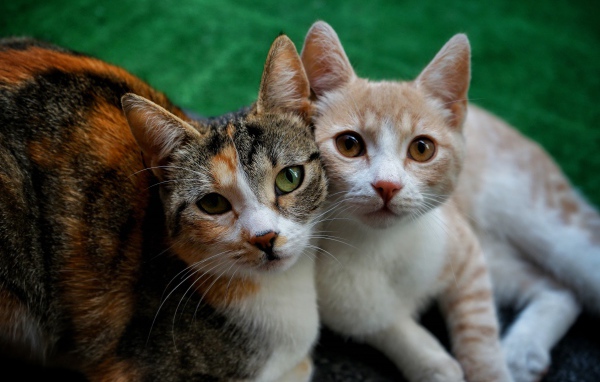 Влюбленные кошка и кот лежат на полу 