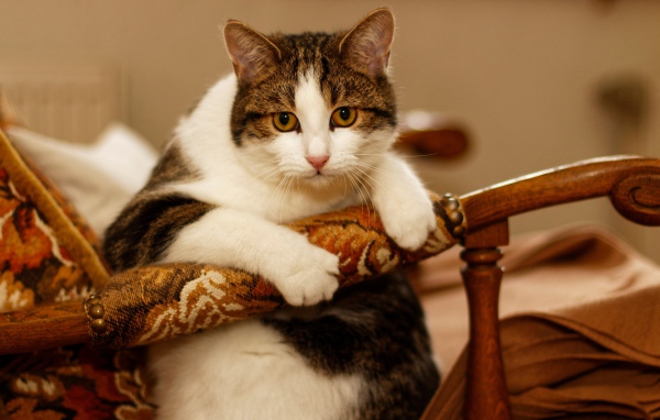 Толстый кот сидит в кресле 