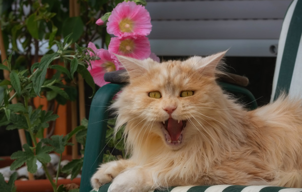 Пушистый рыжий кот зевает в кресле
