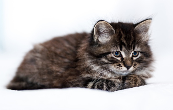 Пушистый серый котенок мейн куна на белом фоне