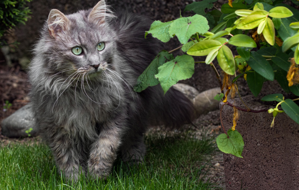 Пушистый серый кот идет по зеленой траве 