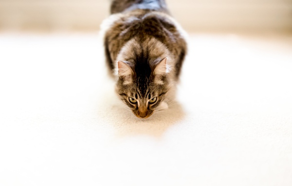 Пушистый серый кот на белом ковре 