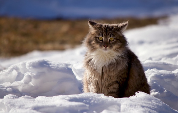 Пушистый серый кот сидит на снегу зимой