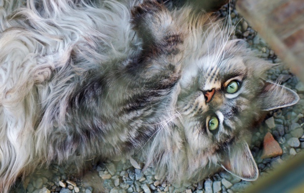 Пушистый серый кот с зелеными глазами лежит на мелких камнях 