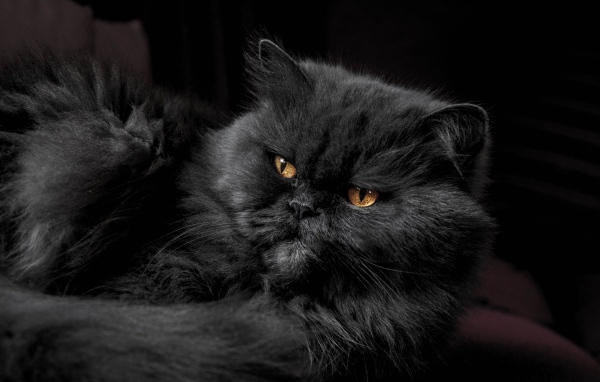 Пушистый породистый черный кот с желтыми глазами