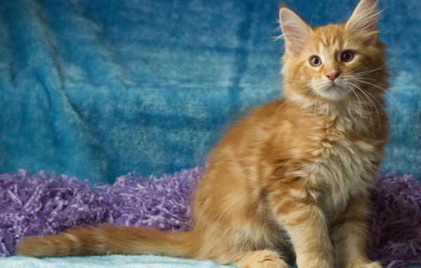 Пушистый рыжий котенок мейн кун на голубом фоне