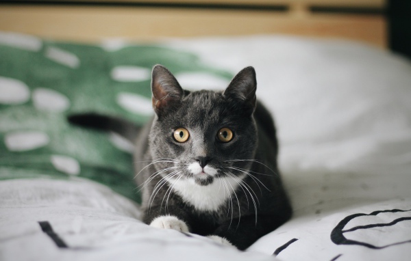 Забавный пепельный кот лежит на кровати 