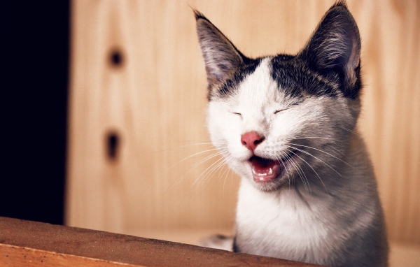 Забавный черно белый кот улыбается 