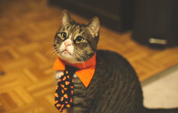 Смешной серый кот в галстуке