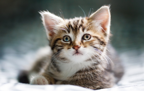 Забавный серый котенок лежит на кровати 