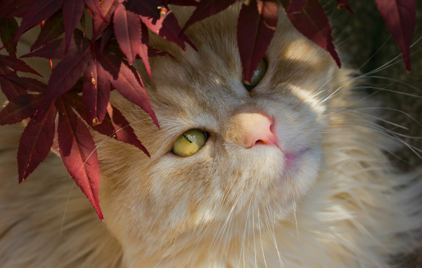 Рыжий кот с желтыми глазами в красных листьях 