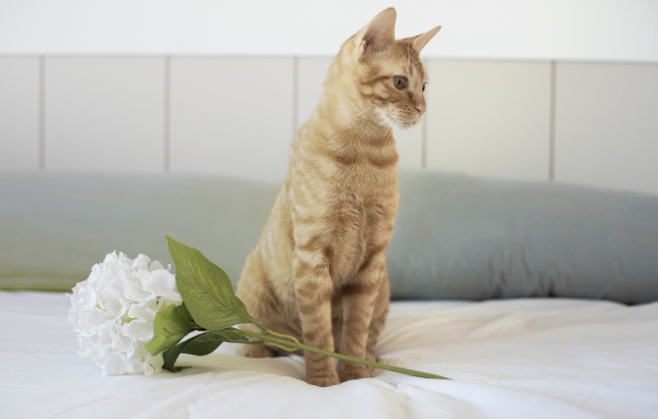 Рыжий котенок с цветком на кровати 