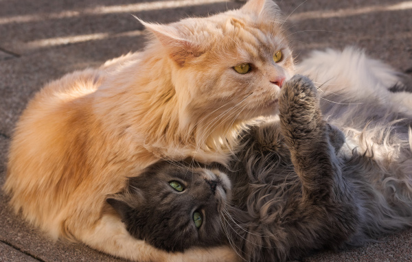Серый и рыжий пушистые коты лежат на земле