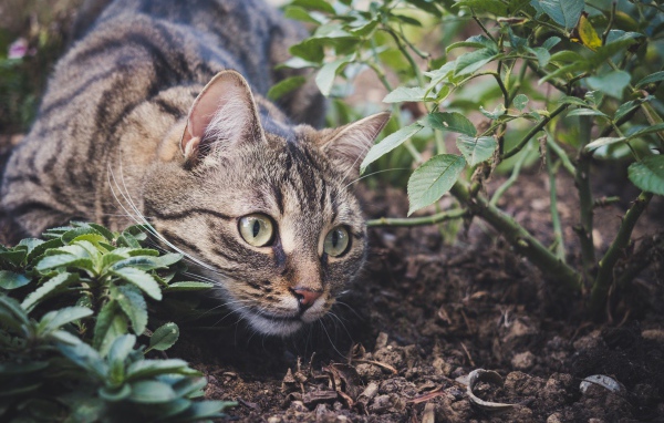 Серый кот прячется у куста с розами