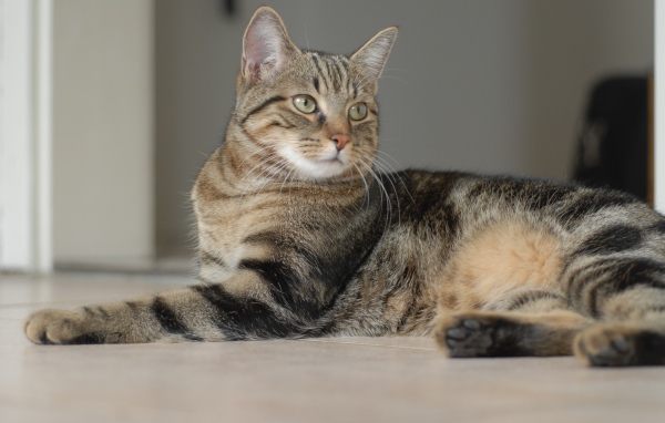 Серый кот лежит на полу 
