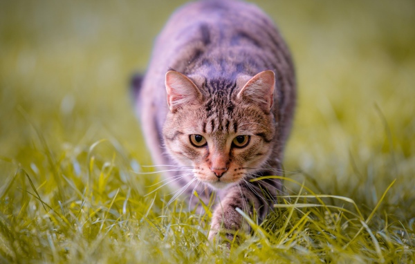 Серая кошка крадется по зеленой траве 