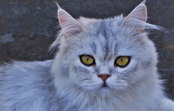 Gray cat with yellow eyes