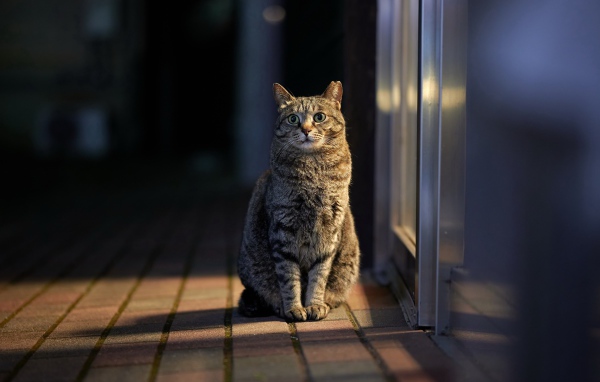 Серый домашний кот сидит у двери 