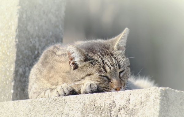 Gray domestic cat sleeping on the street