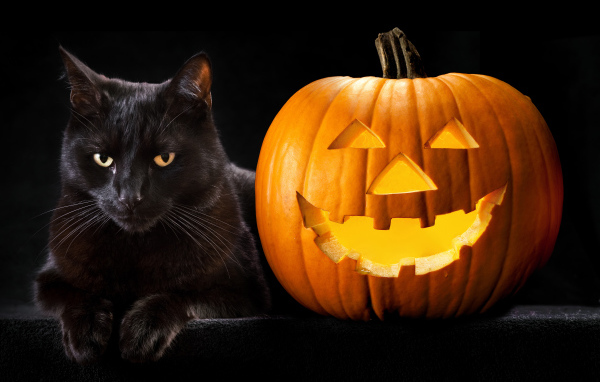 Черный кот с тыквой на Хэллоуин