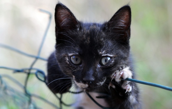 Маленький черный котенок лежит на сетке 